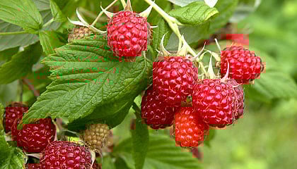 ராஸ்பெர்ரி பழம்