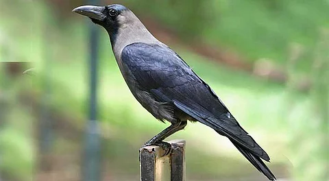 சகுனப் பலன்கள்