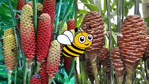 Beehive Ginger plants