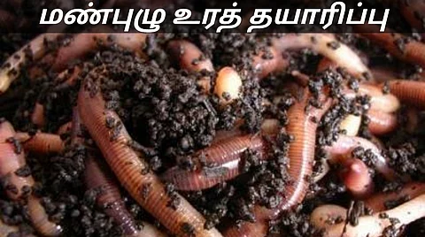Vermi Compost