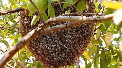 Honeycomb