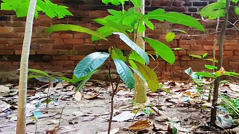 அயனி மரங்கள்...