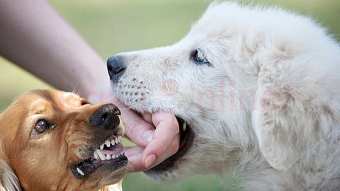 Dog bite