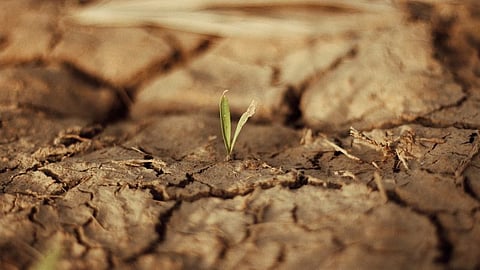Protect Crops From Drought
