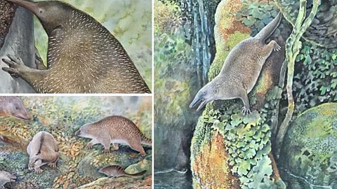 Astralia Ancient Animal