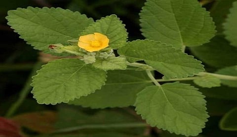 Pazhampaasi Mooligai