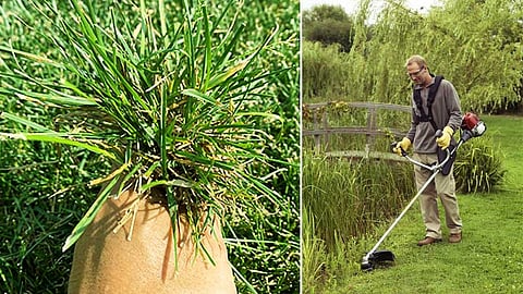 Unwanted grass cutting