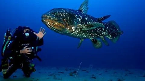 Coelacanth with Photographer