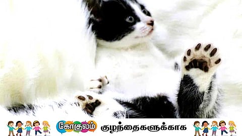 hemingway cats