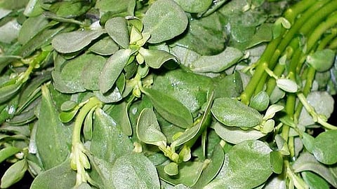 பருப்பு கீரை