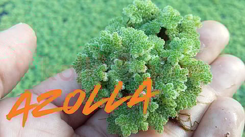 Azolla