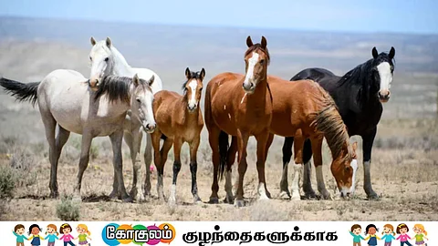 குதிரைகள்...