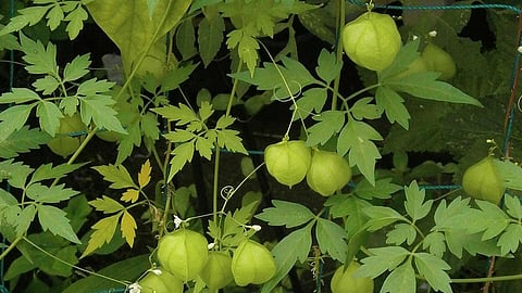 முடக்கத்தான் கீரை