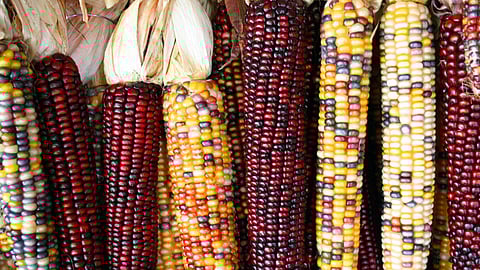 flint corn