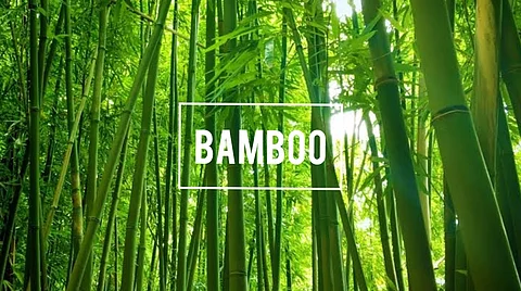 Bamboo