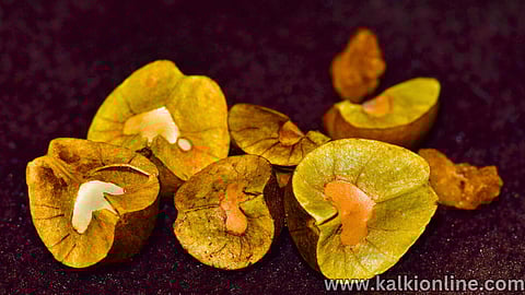 Mexican Jumping Beans