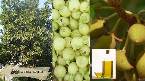 Iluppai Tree