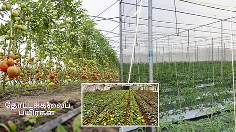 Horticulture Crops