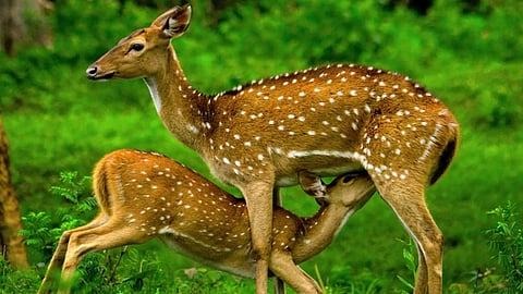 முதுமலை பூங்கா