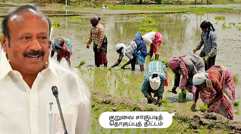 Kuruvai Cultivation