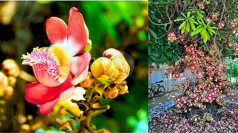 Couroupita guianensis
