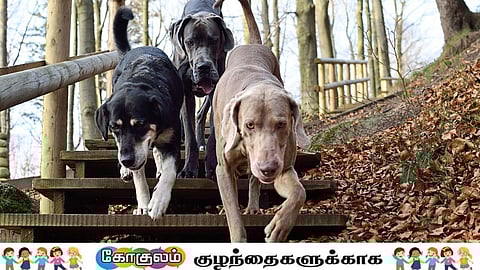 செல்லப்பிராணிகள்...