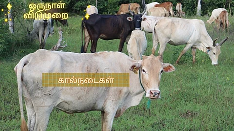 Livestock