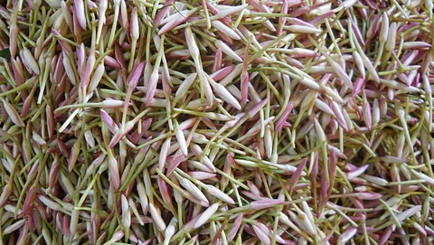 Mullai flower
