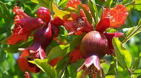 Pomegranate flowers