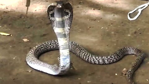 snake...
