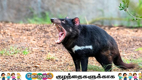 டாஸ்மேனியன் டெவில்
