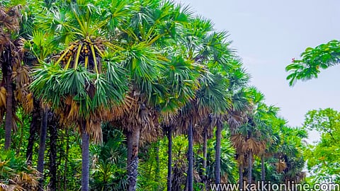 Palm Tree