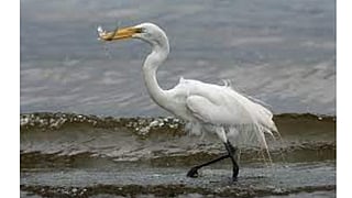 கொக்கு ...