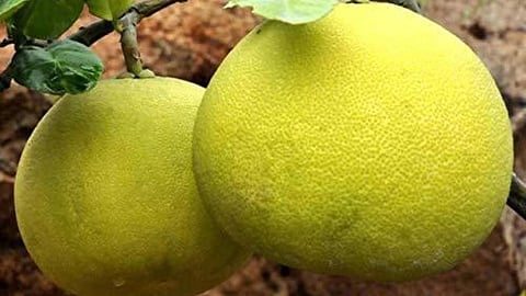 பம்பளிமாஸ் பழம்