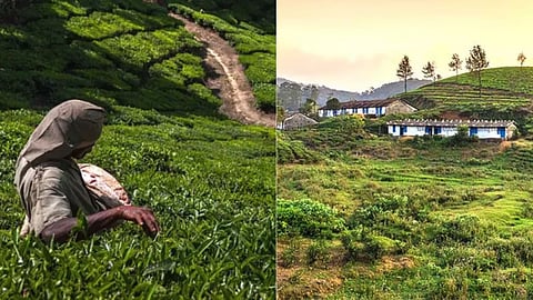 மாஞ்சோலை