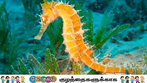கடல்குதிரை