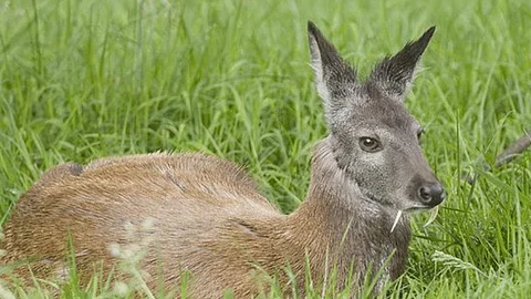 musk deer