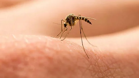 Mosquito