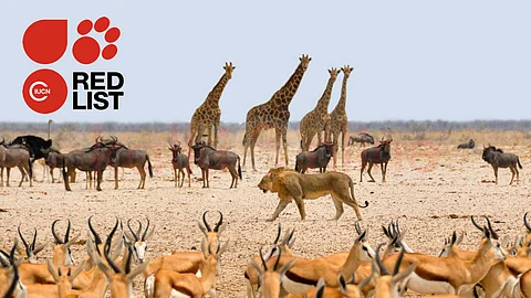 IUCN red list