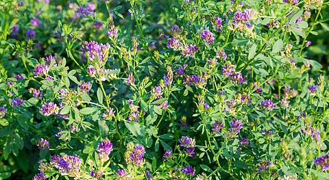 alphalpha plant