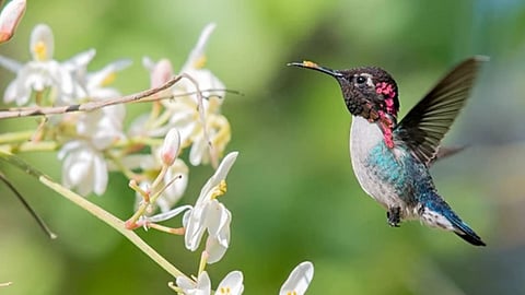 Bee Hummingbird