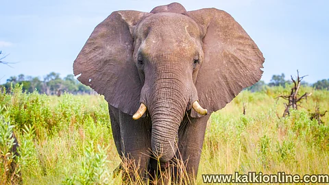 Some interesting facts about elephants!