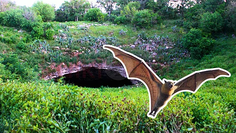 Bat in Bracken Cave