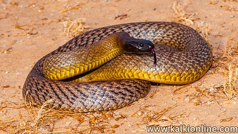 Inland Taipan