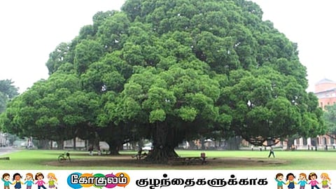 ஆலமரம்...