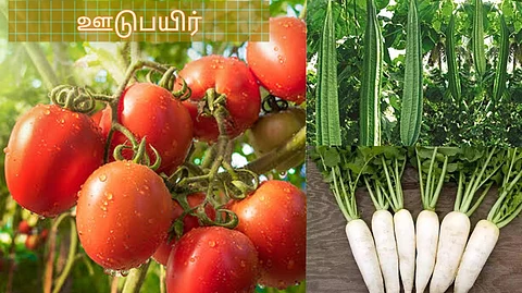 Intercrops
