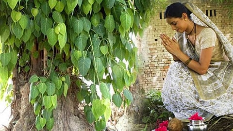 அரச மர வழிபாடு