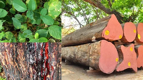 வேங்கை மரம்