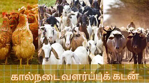 Livestock Loan