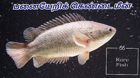 Panaiyeri Kendai Fish